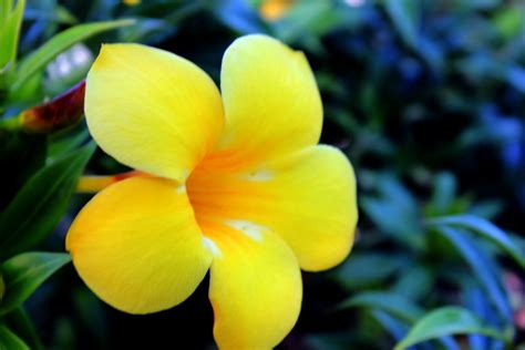 Beauty Of Yellow Flower Free Stock Photo Public Domain Pictures