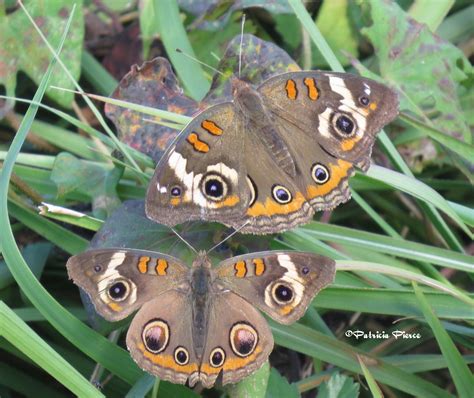 Double Buckeye Butterfly - Birds and Blooms