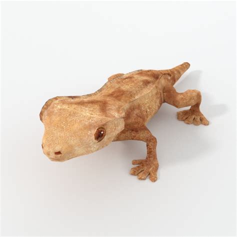 Gecko 3D Models download - Free3D