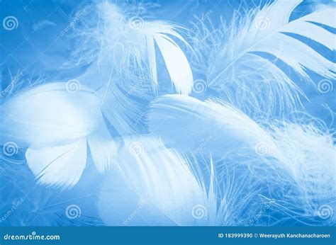 Beautiful Abstract Colorful White And Blue Feathers On White Background