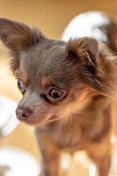 Short Hair Chihuahua Shih Tzu Mix Discover The Chihuahua Guide