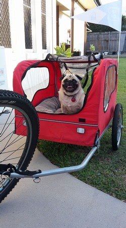 Ellie the Pug - How to Care for a Pug