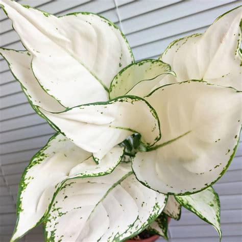 Aglaonema Green Compacta For Sale Buy Aglaonema Green Compacta