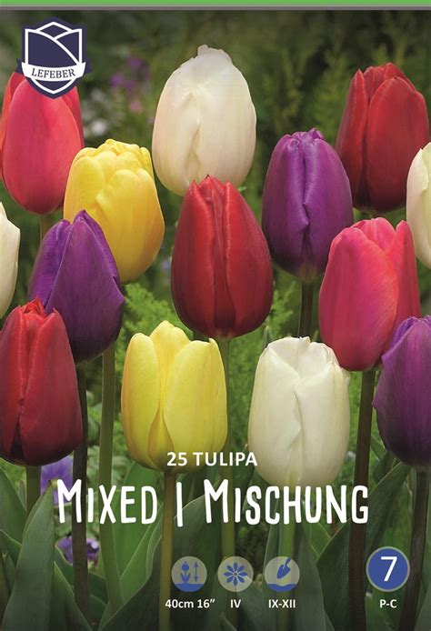 Tulpe Triumph Mix 40cm 25 Stk 7 90