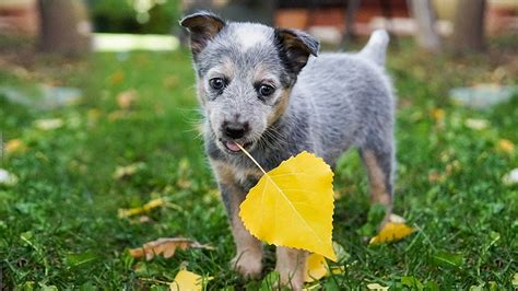 Blue Heeler: Complete Australian Cattle Dog Breed Information - Petmoo