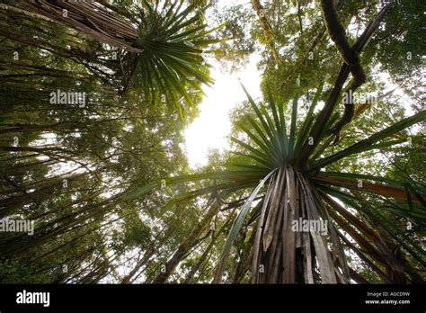 Rainforest, the Highlands, Papua New Guinea Stock Photo - Alamy