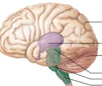 4 Major Regions Of The Brain Diagram Quizlet