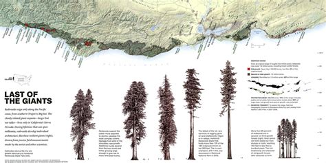 EBL: Coast Redwood: Sequoia sempervirens