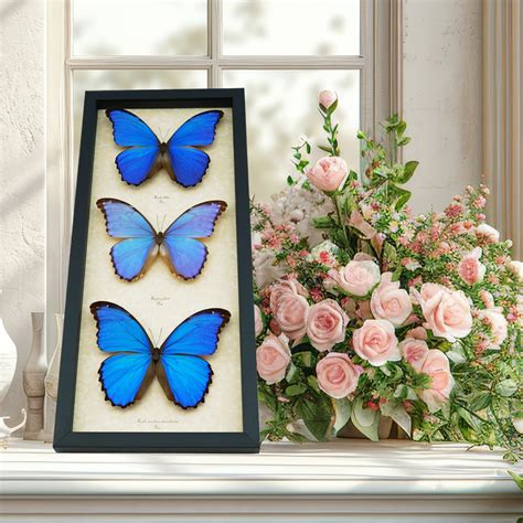 Blue Morpho Butterfly Collection Framed Butterflies Taxidermy