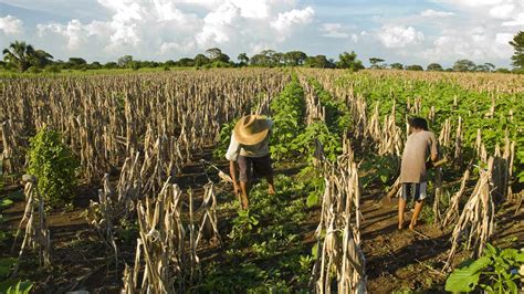 Desigualdad Del Agua Y Agricultura Gaceta UNAM