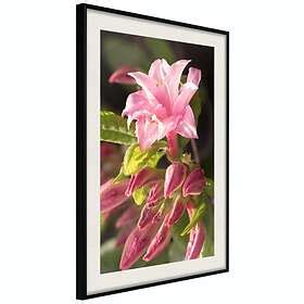 Artgeist Poster Affisch Natural Pink Poster 40x60 A3 DRBPRP1056l Cr