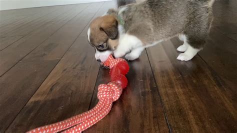 California Corgi Luv Corgi Puppies At 4 Weeks Old Youtube