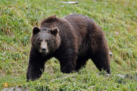 Europ Ischer Braunb R Bild Bestellen Naturbilder Bei Wildlife Media