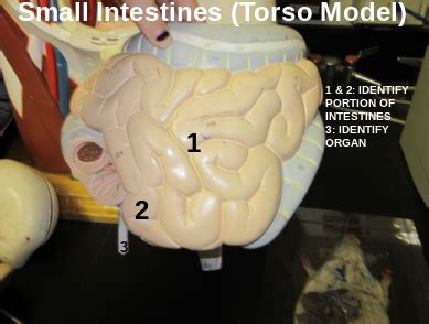 Anatomy Lab Practical 2 Small Intestine Diagram Quizlet