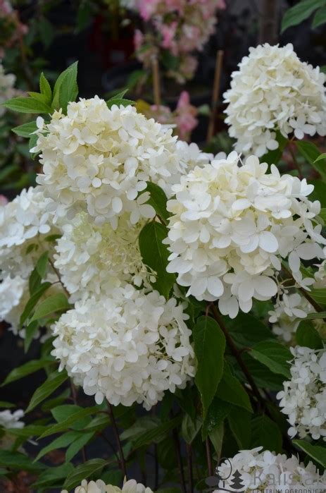 Hydrangea Paniculata Magical Sweet Summer Hortensja Bukietowa