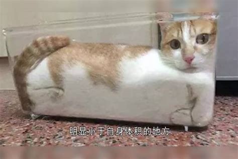 猫咪究竟是固体还是液体搞笑诺奖得主给的答案铲屎官都惊呆了