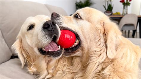 Amazing Golden Retrievers Play Time Youtube