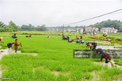 Jian China May 11 Farmers Transplant Rice Seedlings In A Field News Photo Getty Images