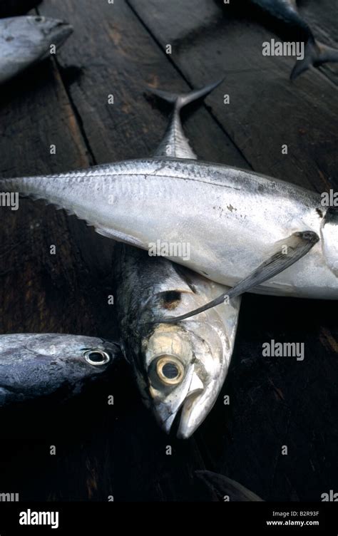 Fish Selling Market Galle Sri Lanka Stock Photo Alamy