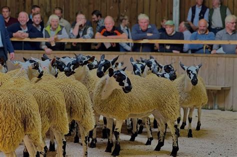 Hexham and Northern Marts - Livestock Auctioneers Serving the North of ...