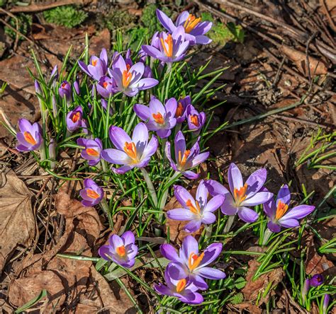 Crocuses In Bloom Mark Yancey Photo