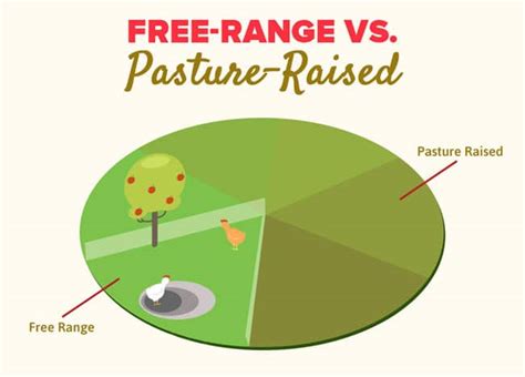 Grass Fed Vs Grain Fed Beef All Differences And Which Is Better