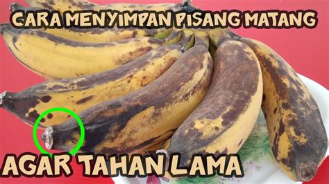 Cara Menyimpan Pisang Matang Agar Tahan Lama YouTube