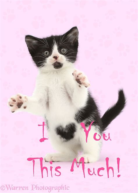 I Love You This Much Valentine Kitten Photo Wp44206