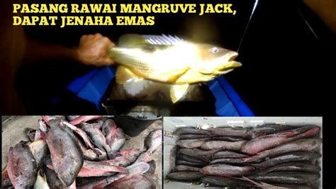 Pasang Rawai Di Sungai Sarangnya Mangruve Jack Dapat Ikan Babon Jenaha