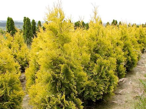 Туя западная Ауресценс саженцы. Куить Thuja occidentalis Aurescens ...