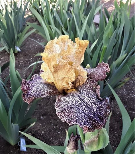 Photo Of The Bloom Of Tall Bearded Iris Iris Temporal Anomaly