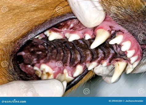 Examen De Los Dientes De Perro Foto De Archivo Imagen De Examen Perros 29045384