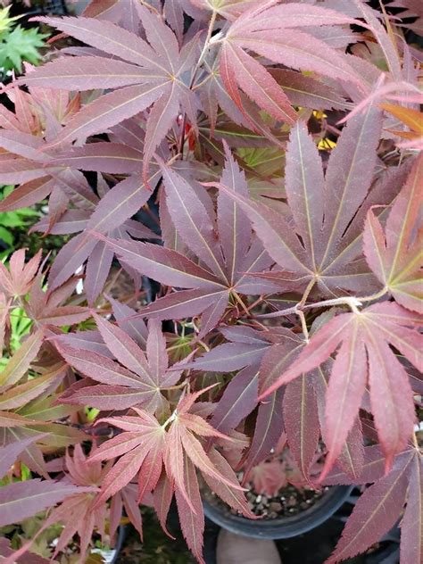 Pixie Japanese Maple For Sale At Maples N More Nursery