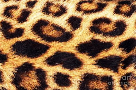 Leopard Skin