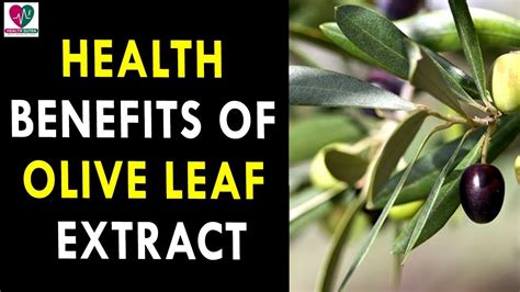 Health Benefits Of Olive Leaf Extract Health Sutra Best Health Tips