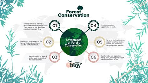 Forest Conservation: The vital role forests play on our planet – ecoHiny