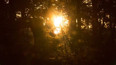 Non Urban Scene Sun Sky Sunset P Woodland Brown Sunbeam