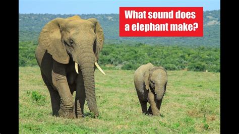 What Sound Does A Elephant Make Elephant Sound Relaxing Music