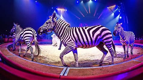 Zirkus Wildtier Verbot Beschlossen Stuttgart