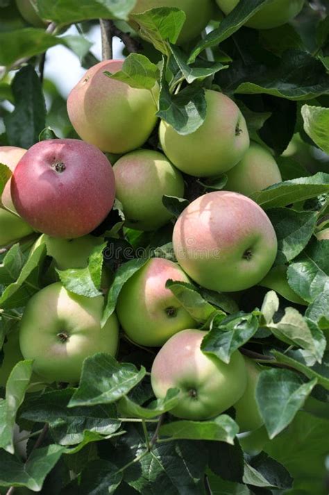 En Las Ramas De Un Rbol Las Manzanas Verde Rojas Se Maduran Foto De