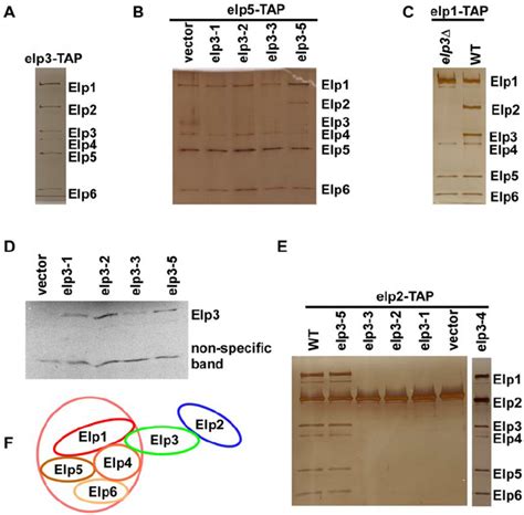 Mutations At The SAM Domain But Not At The HAT Domain Of Elp3 Perturb