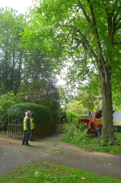 Tree Trimming Queens Avenue Dorchester © Nigel Mykura Cc By Sa20