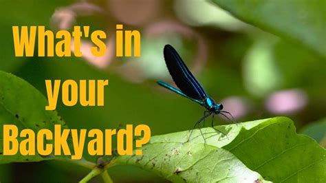 How To Tell The Difference Between Dragonflies And Damselflies Youtube