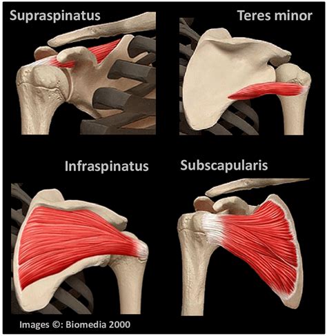 Muscles Of The Rotator Cuff These Muscles Press The Humeral Head