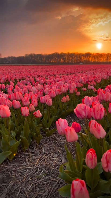 Pin By Chantelle Vicky On Everything Pretty Landscapes Tulip Flower