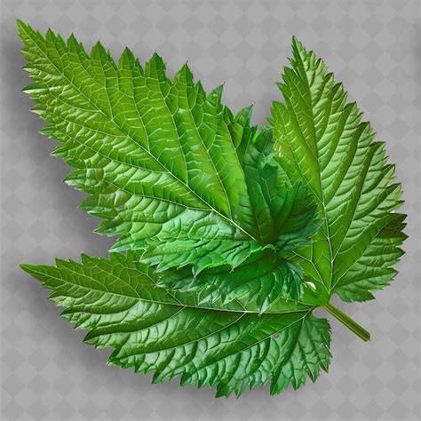 Premium PSD A Green Leaf Of Mint Is Shown On A Transparent Background