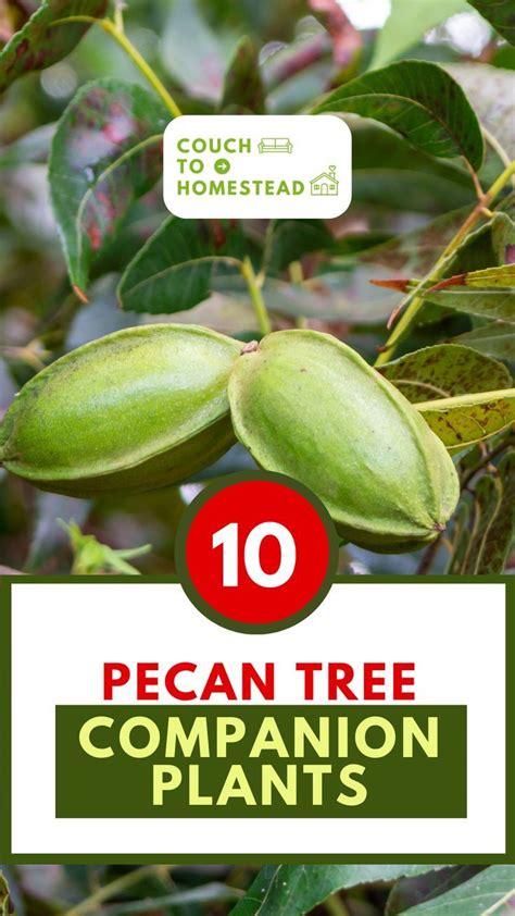 10 Best Pecan Tree Companion Plants Companion Planting Pecan Tree Fast Growing Trees