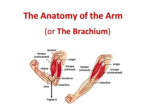 Anatomy Of Upperlimb Front Of Arm2018