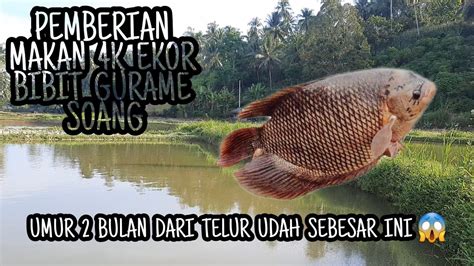 Pemberian Makan Ribu Ekor Bibit Ikan Gurame Soang Bibit Super