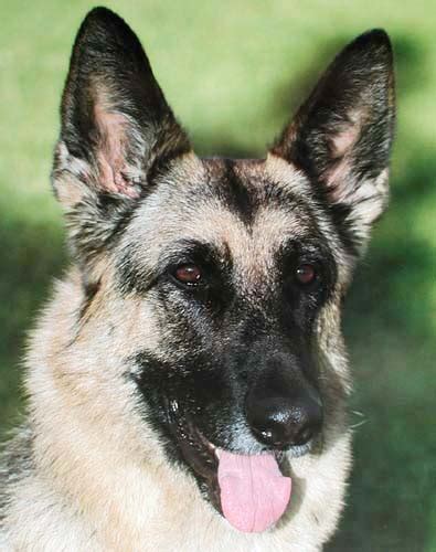 Deutscher Sch Ferhund Hunde Tierwelt Poster Kunstdrucke